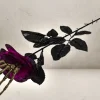 Rodes Black Skull Rose New