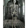 Rodes Skeleton Full Size / Skelet voksen Online